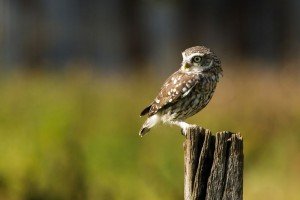 Chouette cheveche 01 - Chouette-et-hibou.fr