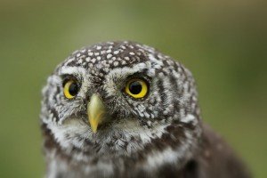 Chouette chevechette 01 - Chouette-et-hibou.fr