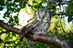 Chouette de Tengmalm 02 - Chouette-et-hibou.fr