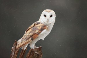 Chouette effraie 02 - Chouette-et-hibou.fr