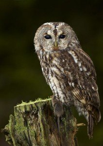 Chouette hulotte 04 - Chouette-et-hibou.fr