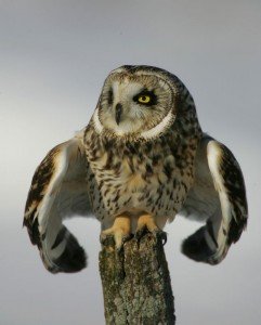 Hibou des marais 02 - Chouette-et-hibou.fr