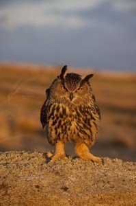 Hibou grand duc 05 - Chouette-et-hibou.fr
