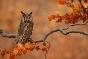 Hibou moyen-duc 02 - Chouette-et-hibou.fr