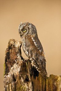 Hibou petit duc 05 - Chouette-et-hibou.fr